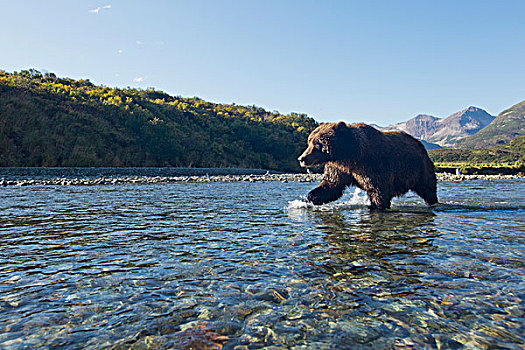 美国,阿拉斯加,卡特麦国家公园,大灰熊,棕熊,走,三文鱼,卵,河流,日出,湾