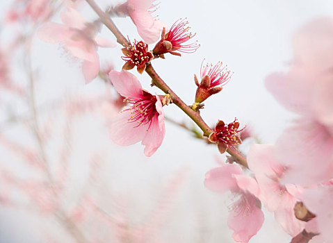 春天桃花园里的几朵桃花特写