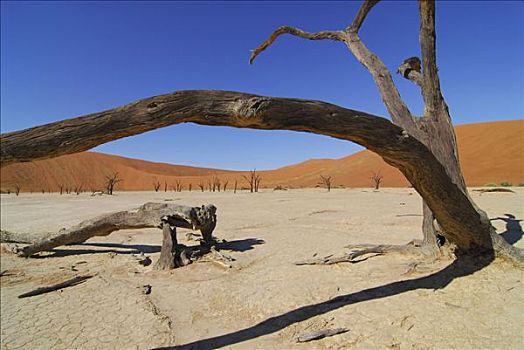 枯木,死亡谷,纳米比亚