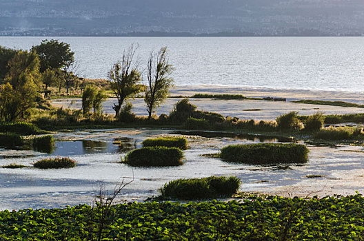 洱海海东南村湿地风光