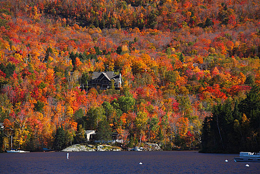 房子,秋天,树林,魁北克,加拿大,北美