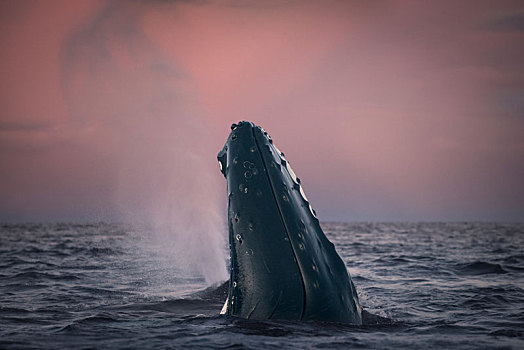 驼背鲸,侦测,蹦跳,特罗姆斯,挪威