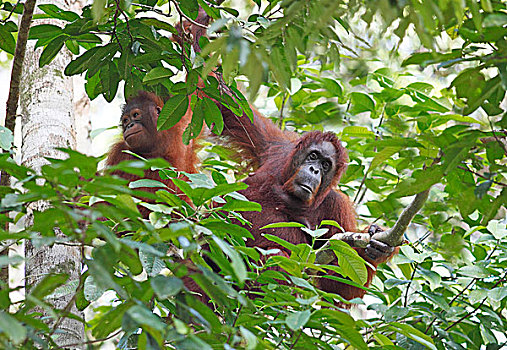 猩猩,野生动物,保护区,沙捞越,婆罗洲,马来西亚,亚洲
