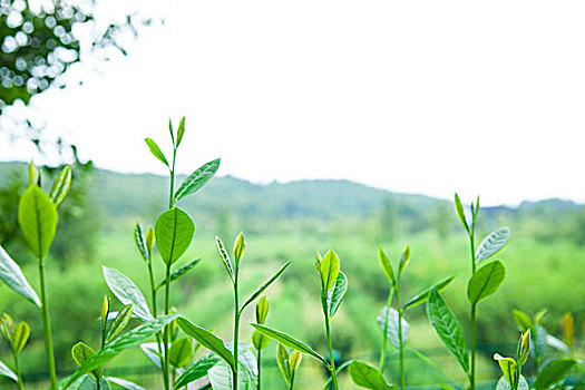 茶樹(shù)
