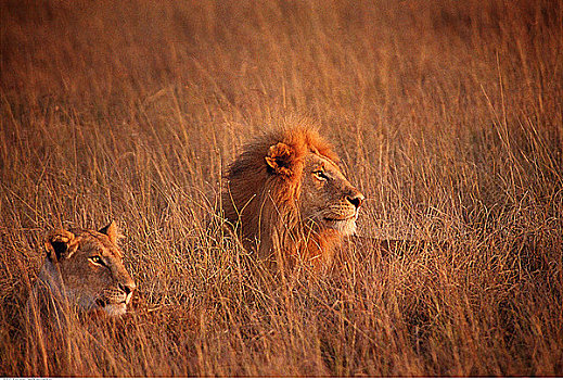 狮子,高草,马赛马拉野生动物园,肯尼亚,非洲