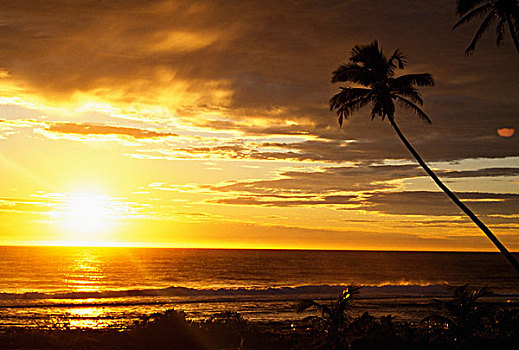 日出,棕榈树