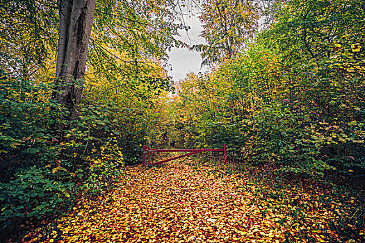 秋天,树林,鸟居,叶子,地上,金秋,彩色
