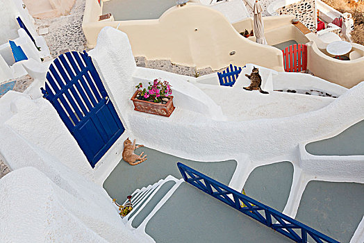 俯拍,猫科动物,躺着,楼梯,刷白,墙壁,希腊,岛屿