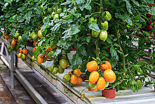 立体栽培西红柿