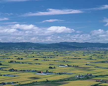 稻田,区域