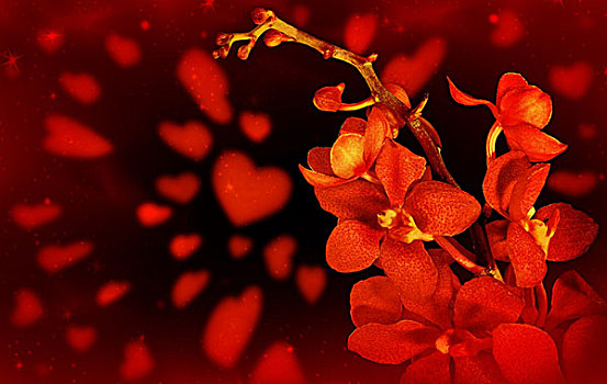 红色,兰花,爱情,背景