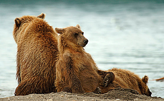 棕熊,女性,幼兽,休息,堪察加半岛,俄罗斯,欧洲