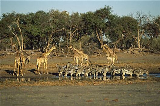 长颈鹿,白氏斑马,斑马,水边,洞,博茨瓦纳