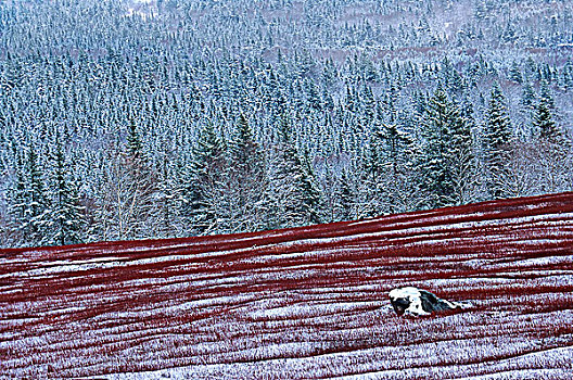 积雪,蓝莓,土地,山谷,新斯科舍省,加拿大