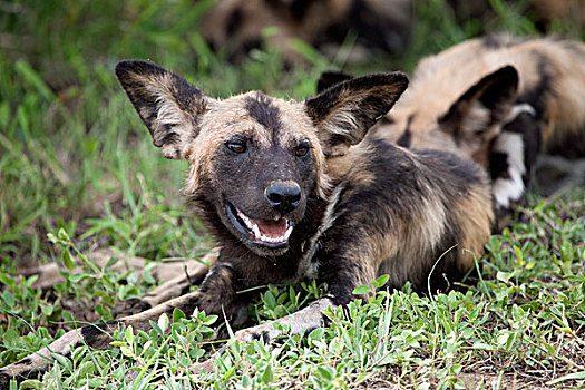 非洲野狗,非洲,涂绘,狗,非洲野犬属,草丛,克鲁格国家公园,南非