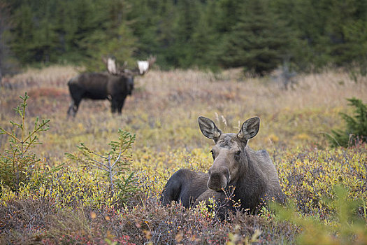 母牛,驼鹿,秋天,电线,楚加奇州立公园,楚加奇山,阿拉斯加