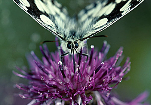 白蝴蝶,蝴蝶,黑矢车菊,英国