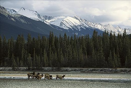 麋鹿,鹿属,鹿,牧群,喝,河,碧玉国家公园,艾伯塔省,加拿大