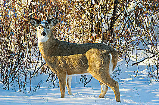 白尾鹿,雄性,瓦特顿湖国家公园,西南方,艾伯塔省,加拿大