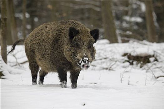 野猪,冬天