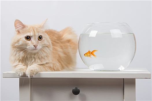 猫,坐,靠近,水族箱,金鱼