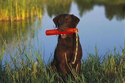 巧克力拉布拉多犬,狗,成年,湖,岸边,训练,嘴