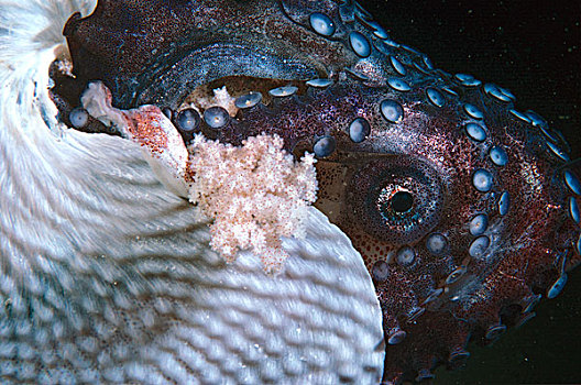 纸,鹦鹉螺,女性,壳,就绪,孵化,菲利普港湾,维多利亚,澳大利亚