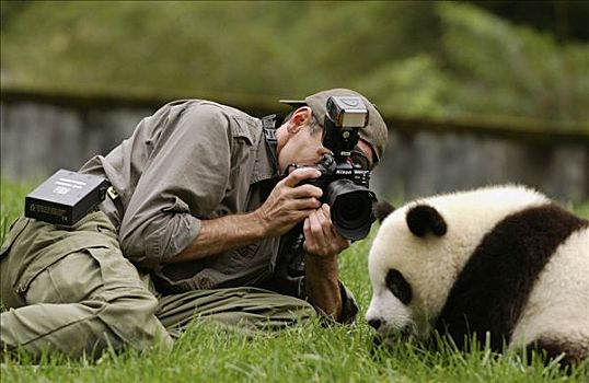大熊猫,摄影,婴儿,中国,研究中心,卧龙自然保护区