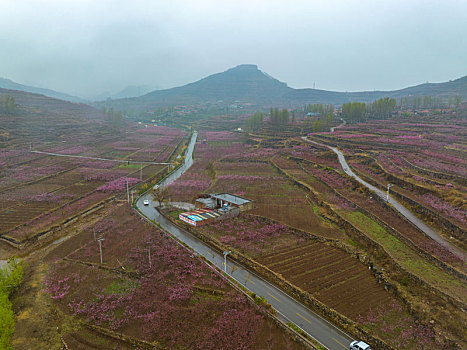 山东蒙阴岱崮地貌桃花盛开