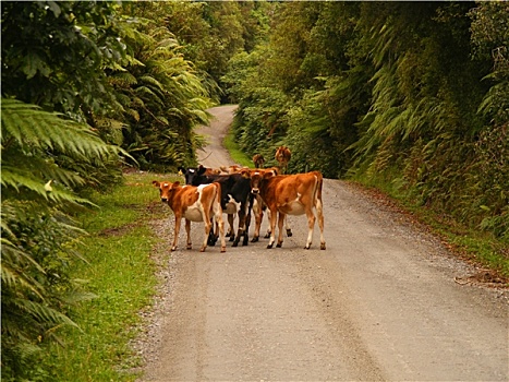 路,米尔福德峡湾