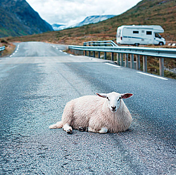 绵羊,休息,道路,挪威