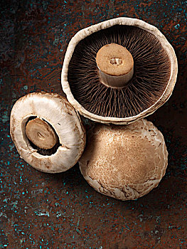 蘑菇,菌类