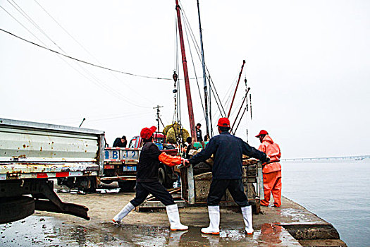 渔民们转运蛤蜊,青岛,山东