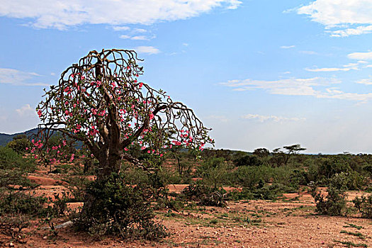 阿比西尼亚,玫瑰树,奥莫山谷,埃塞俄比亚,非洲