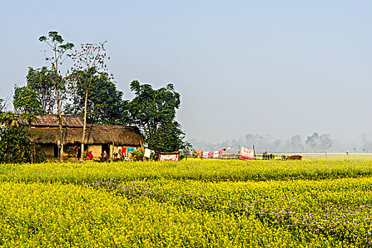 农民,房子,站立,中间,黄色,芥末,地点,奇旺,尼泊尔,亚洲