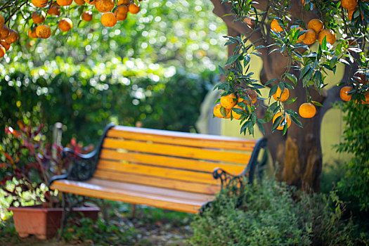 休闲式造型的椅子在长满黄橙橙橘子的柑橘树下