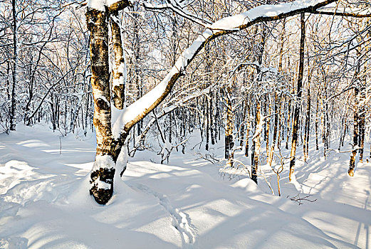 雪,冬季风景,红色,荒野,黑森州,德国,欧洲