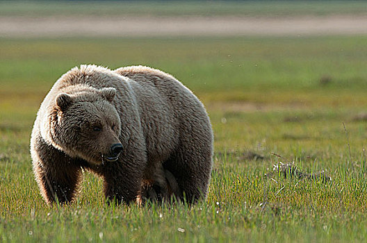 科迪亚克熊,棕熊,觅食,海岸,阿拉斯加,美国