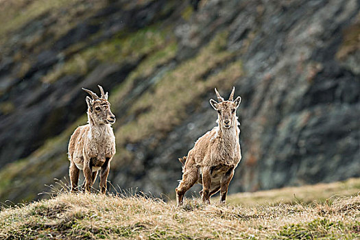 两个,雌性,高山,野生山羊,羱羊,高,陶安,国家公园,卡林西亚,奥地利,欧洲