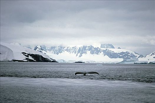 驼背鲸,大翅鲸属,鲸鱼,尾部,南极