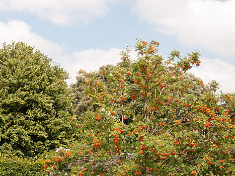 橙色,浆果,树,户外,英国,草地,夏天