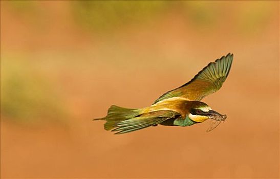 黄喉蜂虎,飞,昆虫,鸟嘴,多尼亚纳国家公园,塞维利亚,西班牙