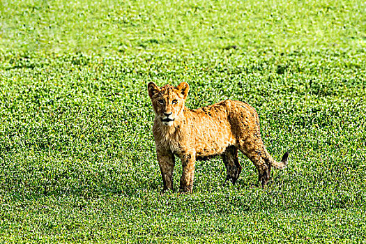 狮子,幼兽,恩戈罗恩戈罗火山口,坦桑尼亚,非洲