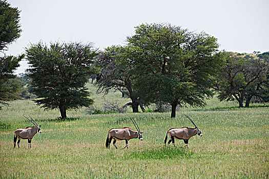 长角羚羊,羚羊,卡拉哈迪大羚羊国家公园,博茨瓦纳,南非,非洲