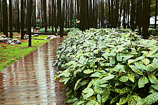 雨后林间的木板路反射着树影