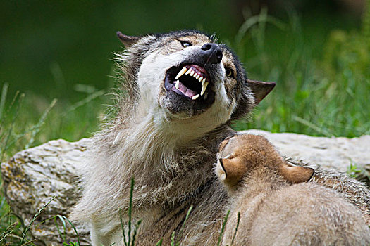 大灰狼,狰狞,幼兽,巴伐利亚,德国