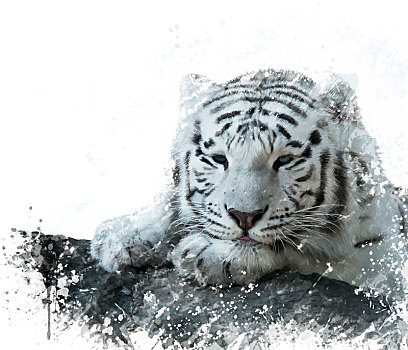 白色,虎,水彩