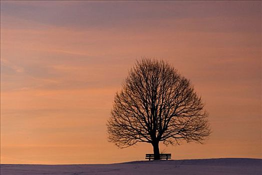 孤树,长椅,日落,冬天,上巴伐利亚,德国
