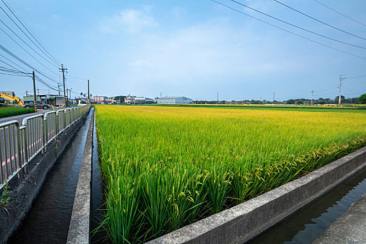 台湾南部乡村,蓝天白云下绿油油的稻田