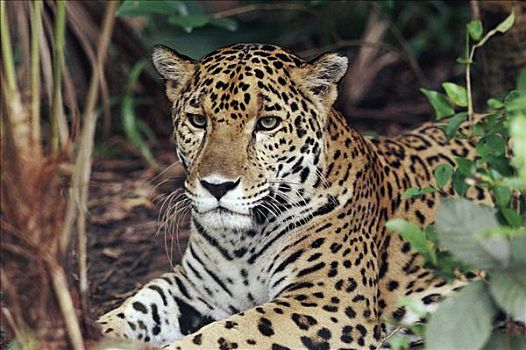 美洲虎,美洲豹,猎捕,雨林,哥斯达黎加